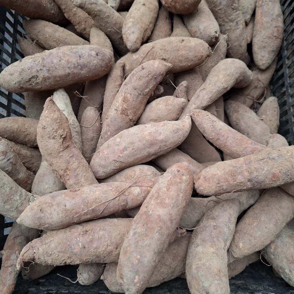 cu-khoai-lang-mat-ta-nung