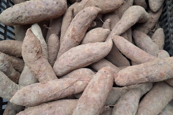 TÌM HIỂU VỀ KHOAI LANG MẬT cu-khoai-lang-mat-ta-nung